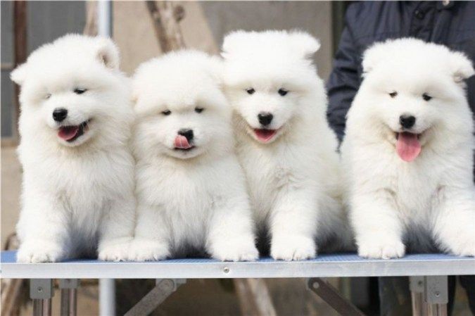 Do You Like The Fluffy Samoyed Puppies Pouted Online Magazine Latest Design Trends Creative Decoratin Dogs Puppy For Samoyed Puppy Puppies