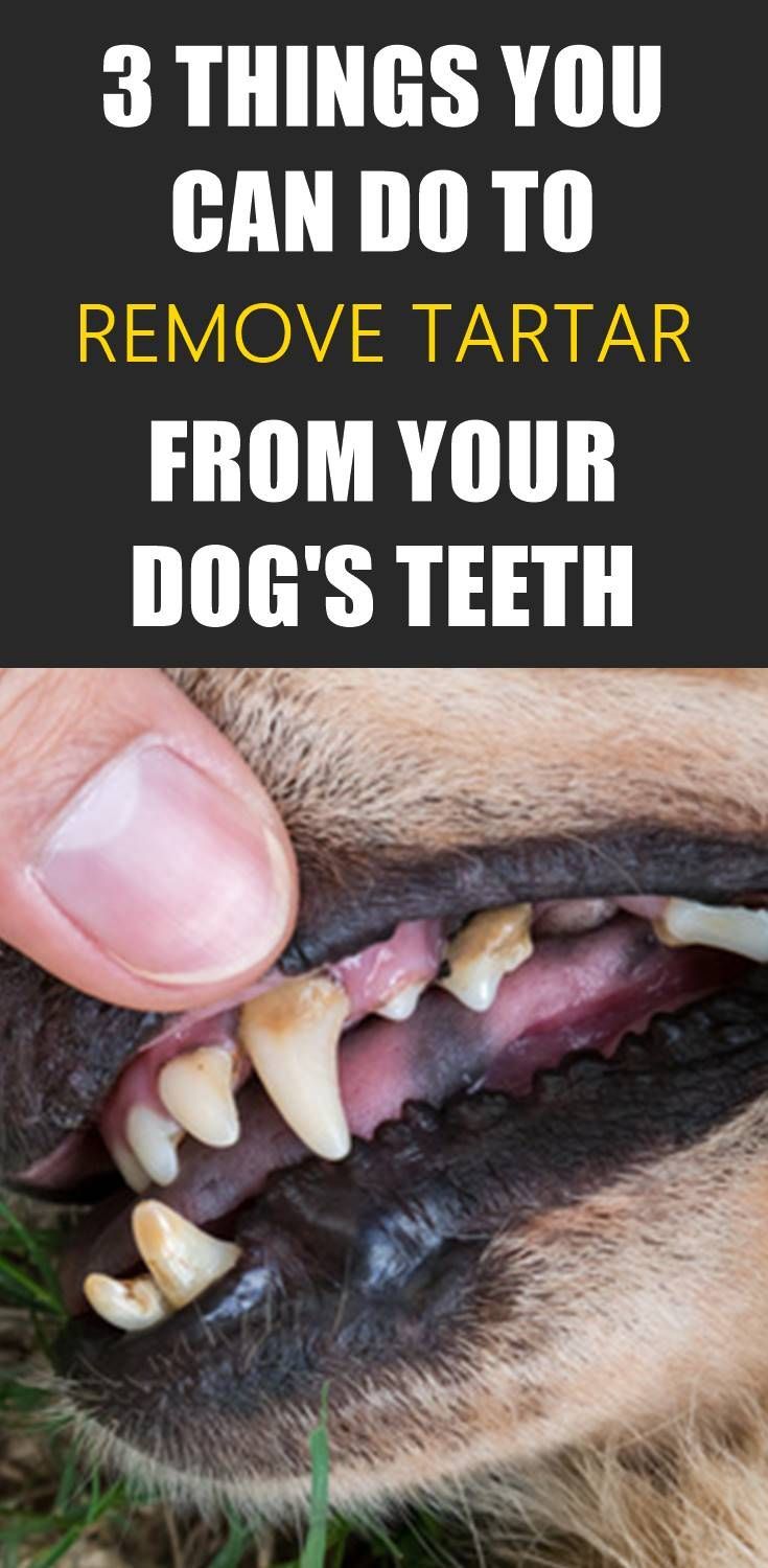 dog dental calculus dog dental calculus