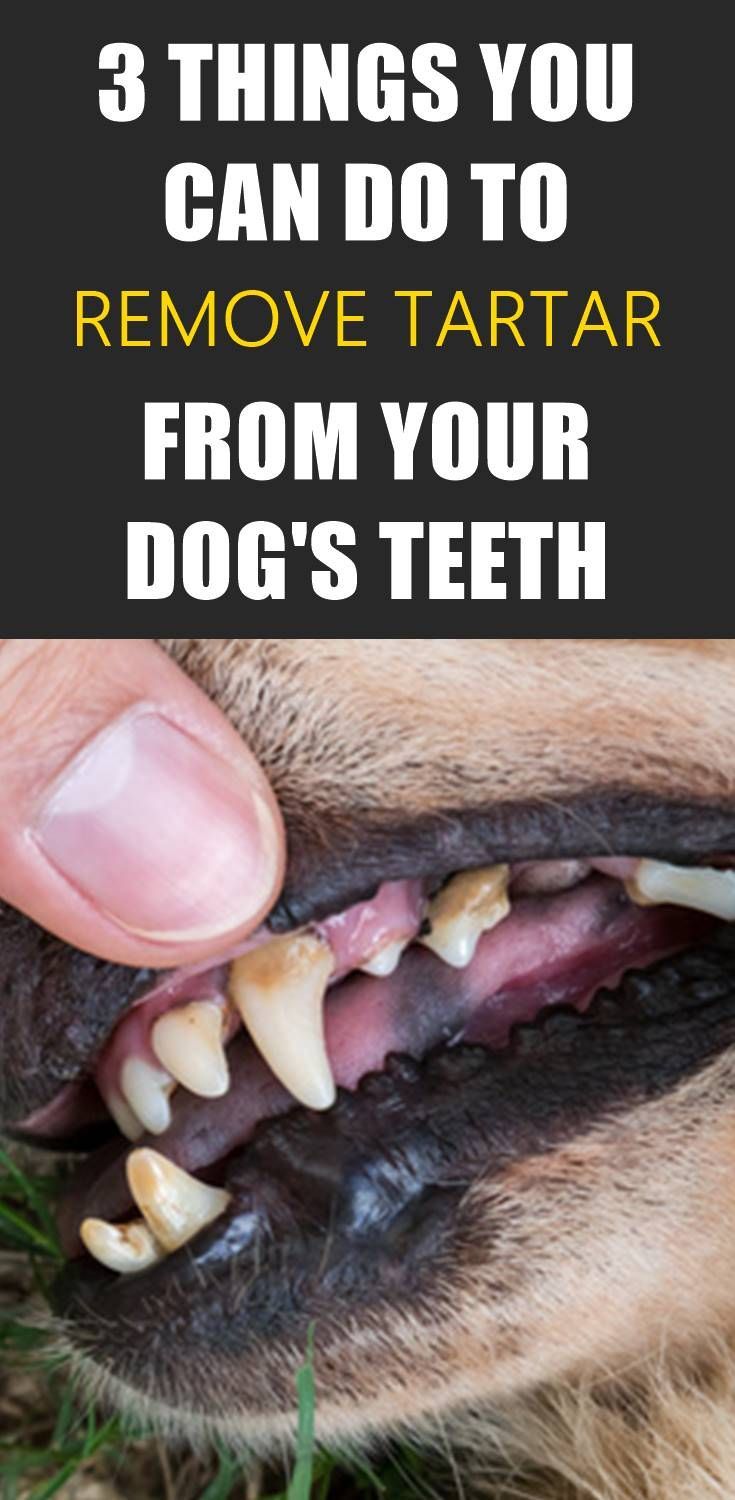 How To Remove Thick Tartar From Dog's Teeth HOWTOREM