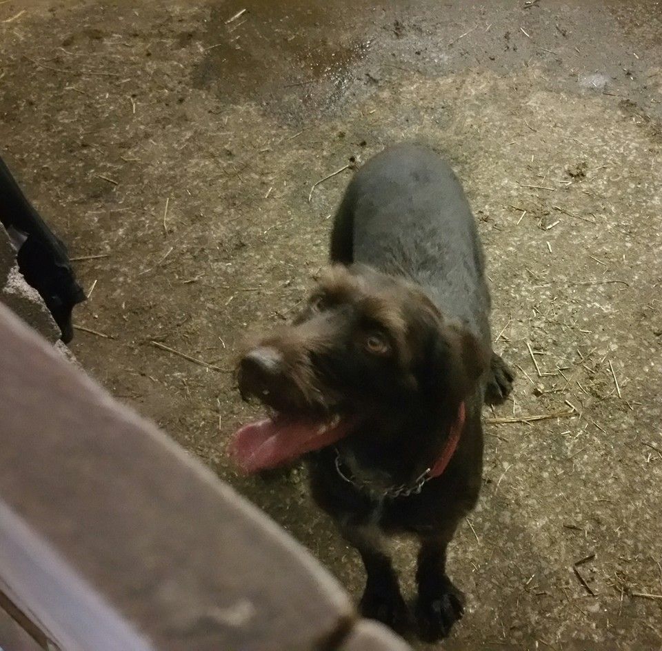 Brown Female Dog Found Ogmore By Sea Wales Dogs Sea Brown