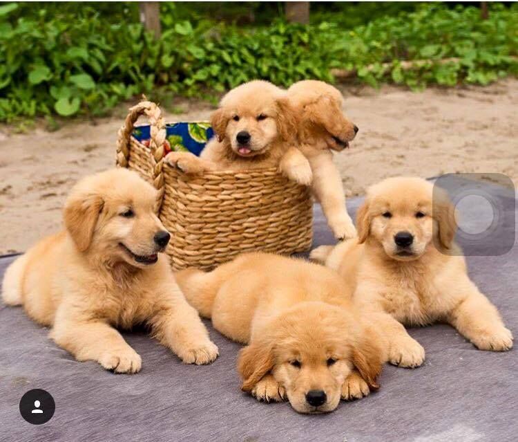Puppies Dashing Dogs Cute Dogs Dogs Cute Puppies