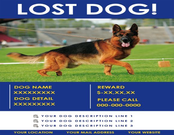 Found Dog Description Found Dog Flyer Pinterest Flyer design - Lost Dog Flyer Examples