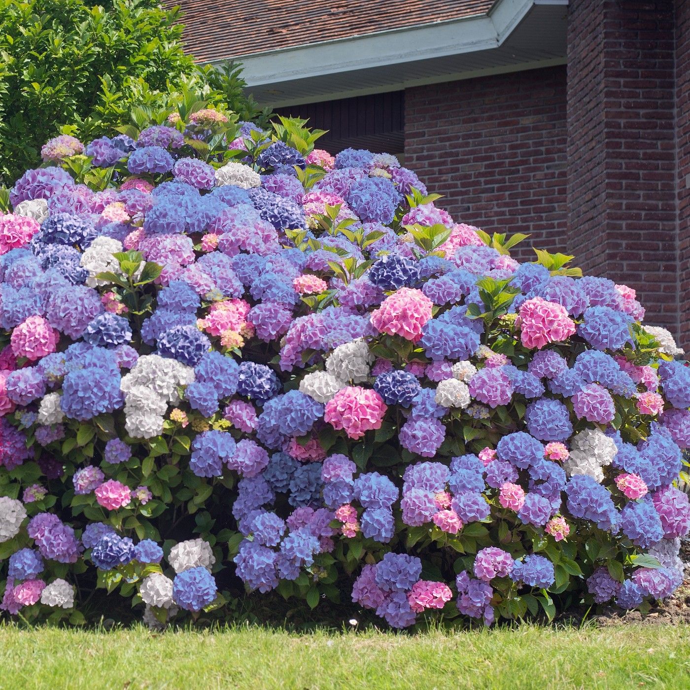 Hydrangea '3N1' 1pc U.S.D.A. Hardiness Zones 69 National Plant Network