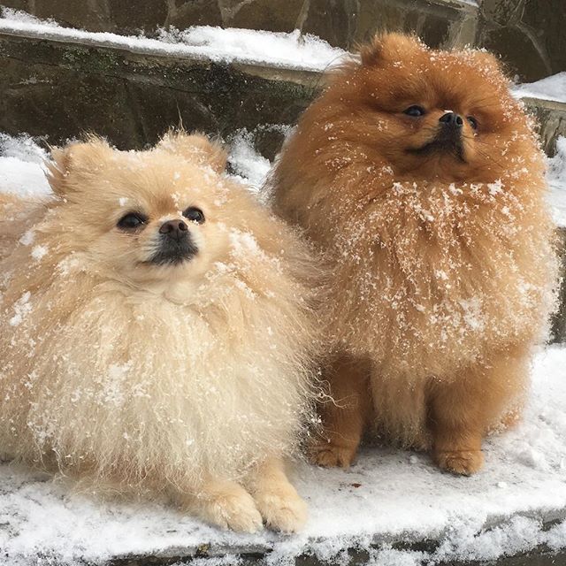 Pomeranian Puppy For Sale In Naivasha Kenya