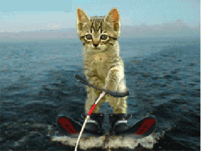 cat animated gif the