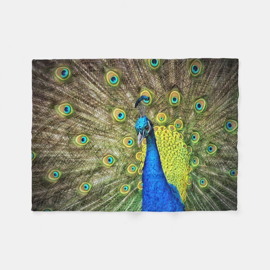 Peacock Fleece Blanket Zazzle Com In 2021 Blue Morpho Butterfly Blue Morpho Morpho Butterfly Peacock Fleece Blanket Zazzle Com In 2021 Blue Morpho Butterfly Blue Morpho Morpho Butterfly