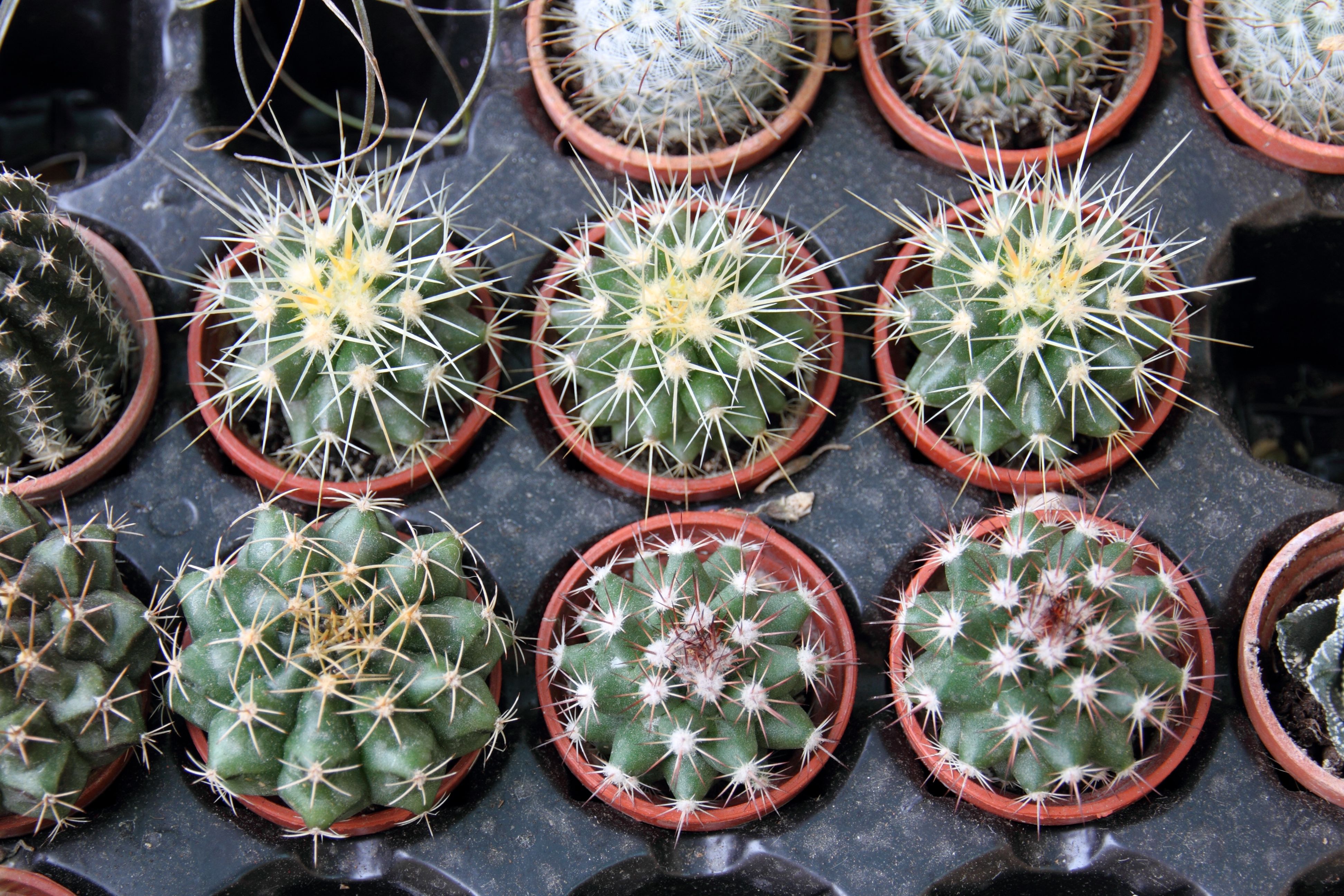 Account Suspended Jardin De Cactus Cultivo De Plantas Suculentas