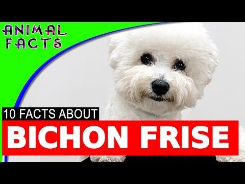 10 Interesting Bichon Frise Facts Dogs 101 Bichonfrise Dog 10 Interesting Bichon Frise Facts Dogs