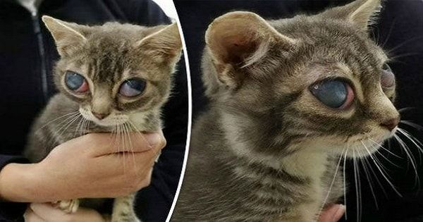 poor kitten left with his eyes bulging from their sockets after