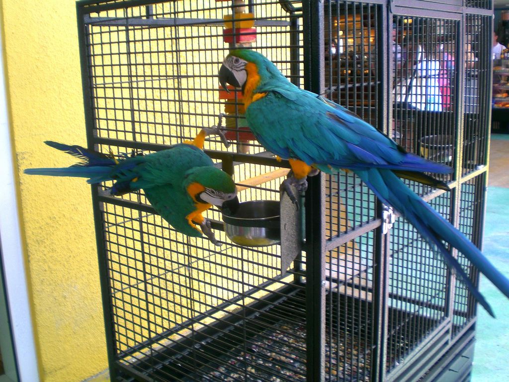macaw eggs for sale usa|Hyacinth Macaw Parrot Eggs For Sale|Fertile Macaw Egg For sale United States|Wholesale USA Parrot Eggs 3 USA Parrot Eggs Related image