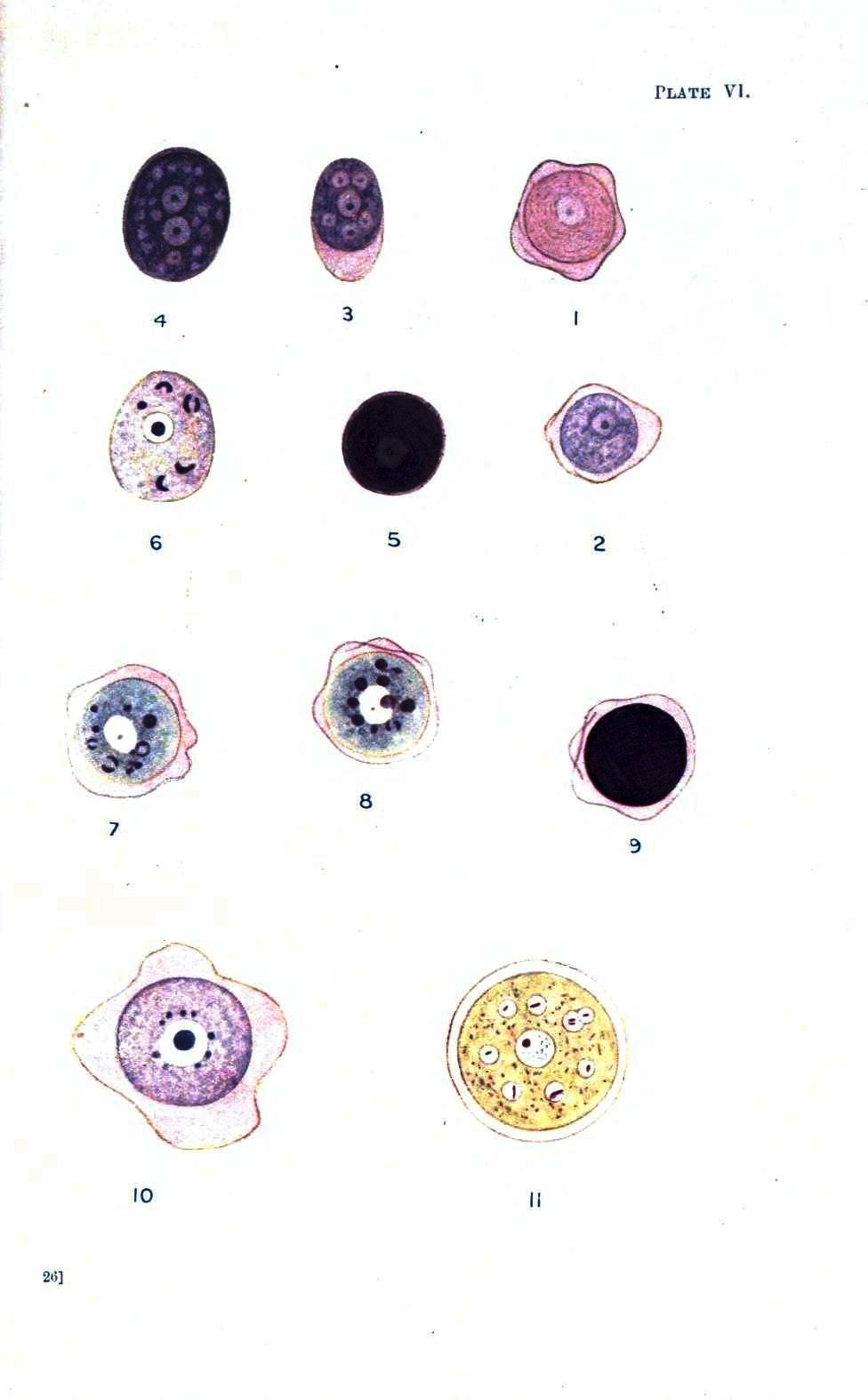 microscopic amoeba division 2 inspirations from sciences in