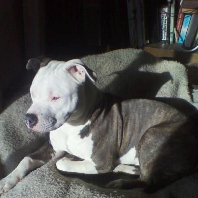 Sunbathing Bully Breeds Pitbull Terrier Bull Terrier