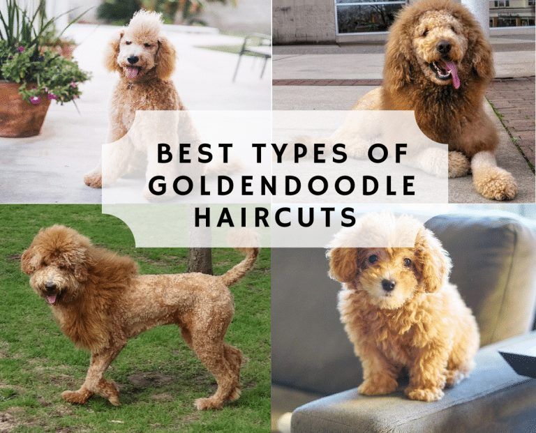 1. Goldendoodle Haircuts: Top 6 Amazing Goldendoodle Haircut Styles - wide 9