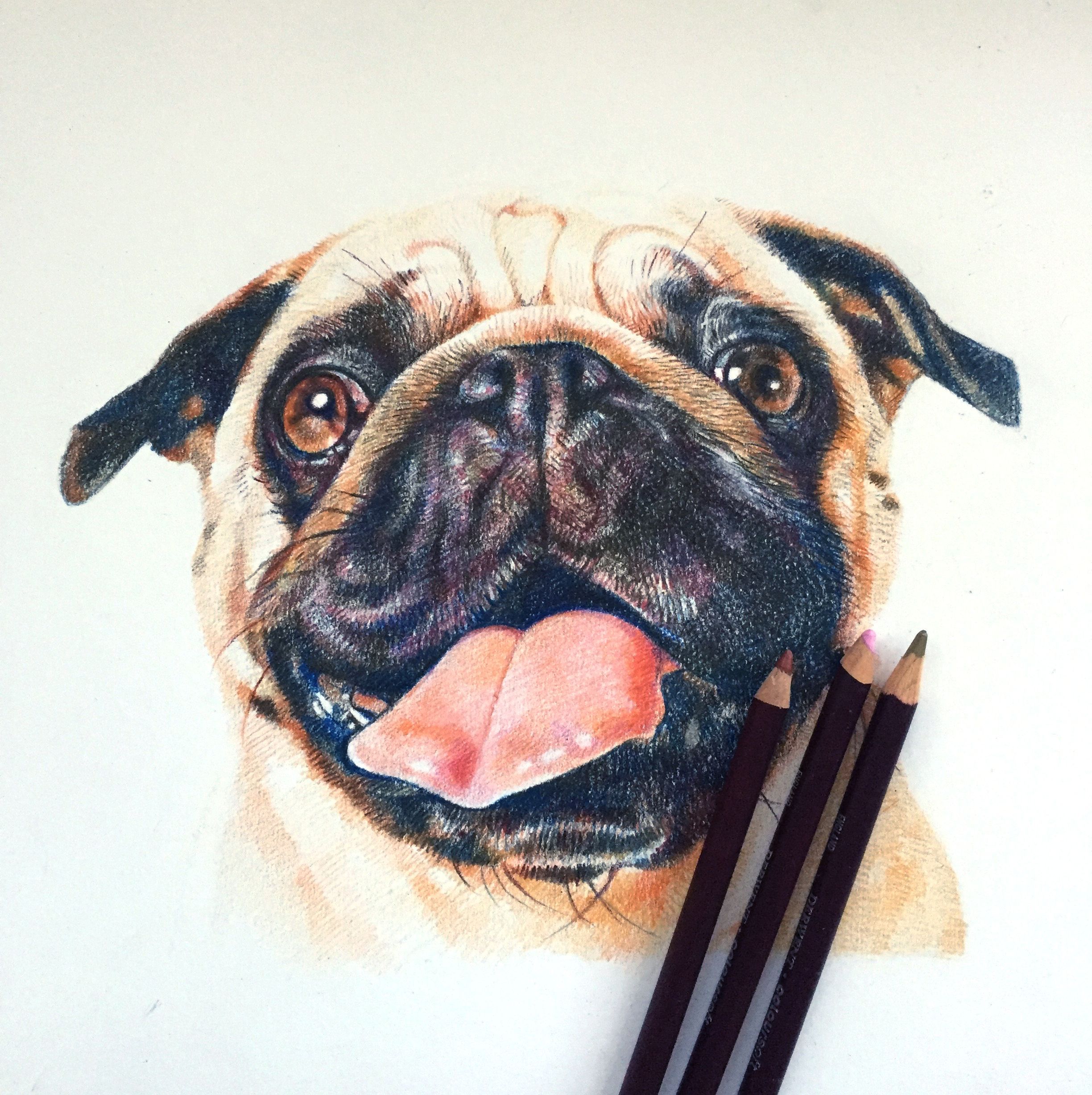Pug Portrait In Coloured Penci Pug Portrait In Coloured Pencil Hayvanlar