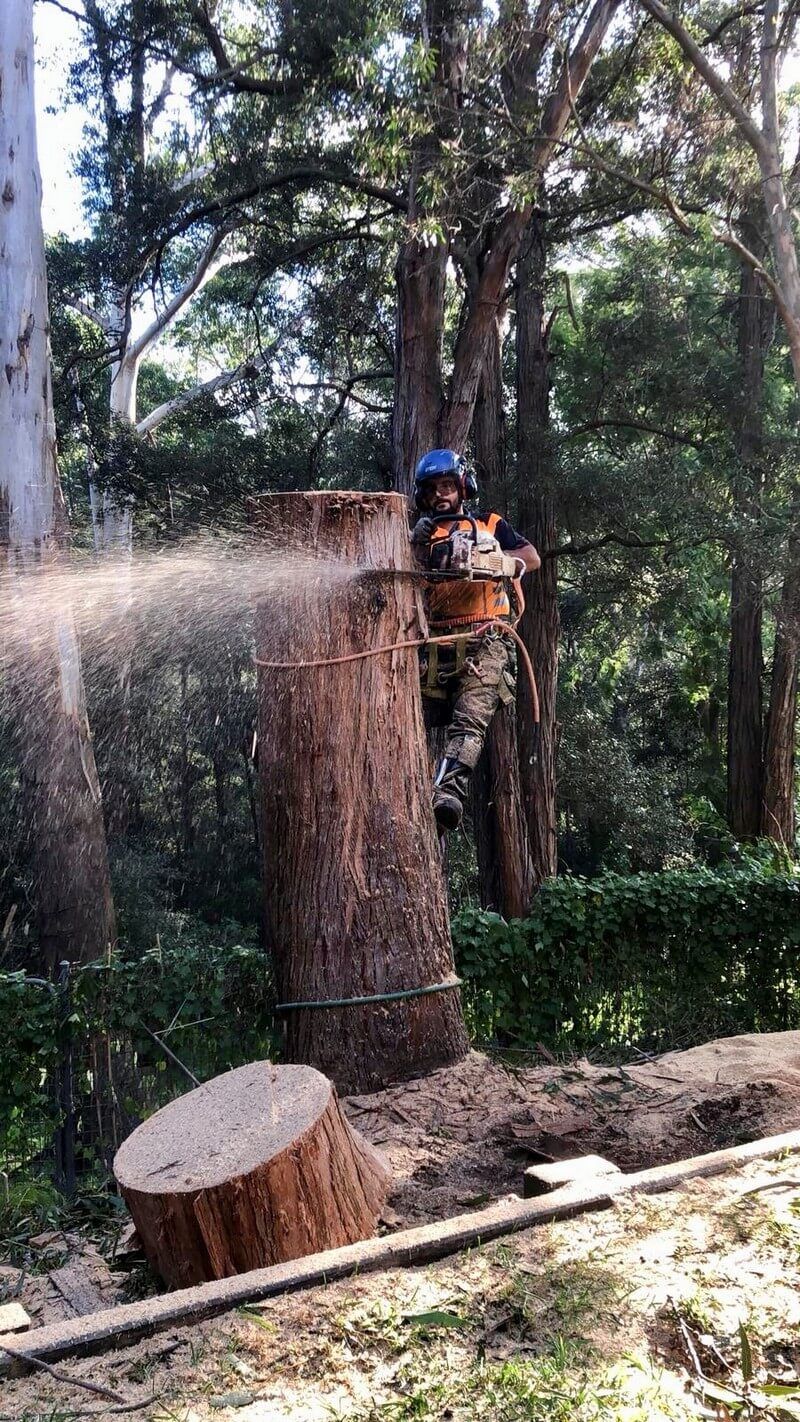 tree removal sydney in 2020 tree removal tree removal service tree tree stump grinding near me on tree removal sydney in 2020 tree removal tree removal service tree pinterest