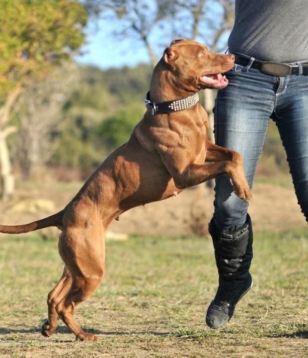 Save The Breed And Say No To Blue Hippos The Real American Pit