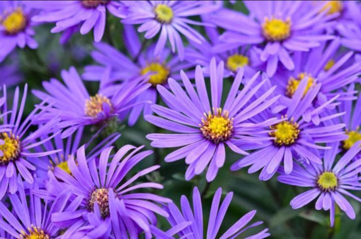 Flowers - Daisy - Wattpad Blue And Purple Flowers, Lavender Flowers, Flowers Nature, Seasonal Garden, Autumn Garden, Perennial Plants, Perennials, Fall Borders, Coastal Gardens