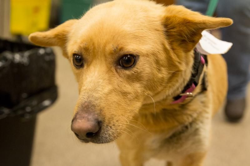 Adopt Marta on Shepherd mix dog, Australian shepherd mix