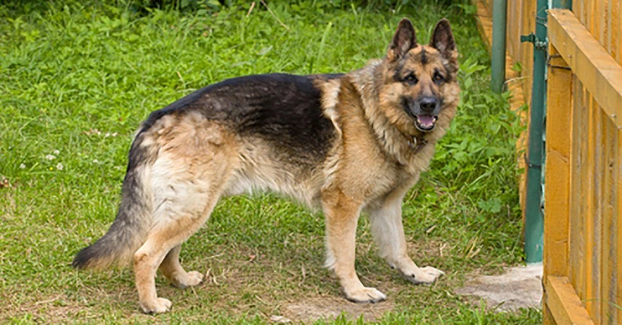 The 10 Worst Snack Foods For Dogs Artofit The 10 Worst Snack Foods For Dogs Artofit