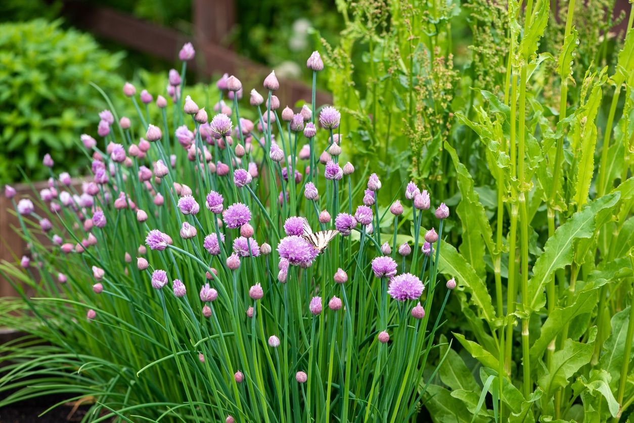 Fleurs comestibles : 33 fleurs du jardin que l'on peut manger