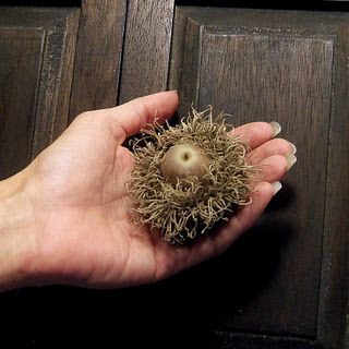 Burr Oak Acorn Just Saw One For The First Time A Natural Work Of