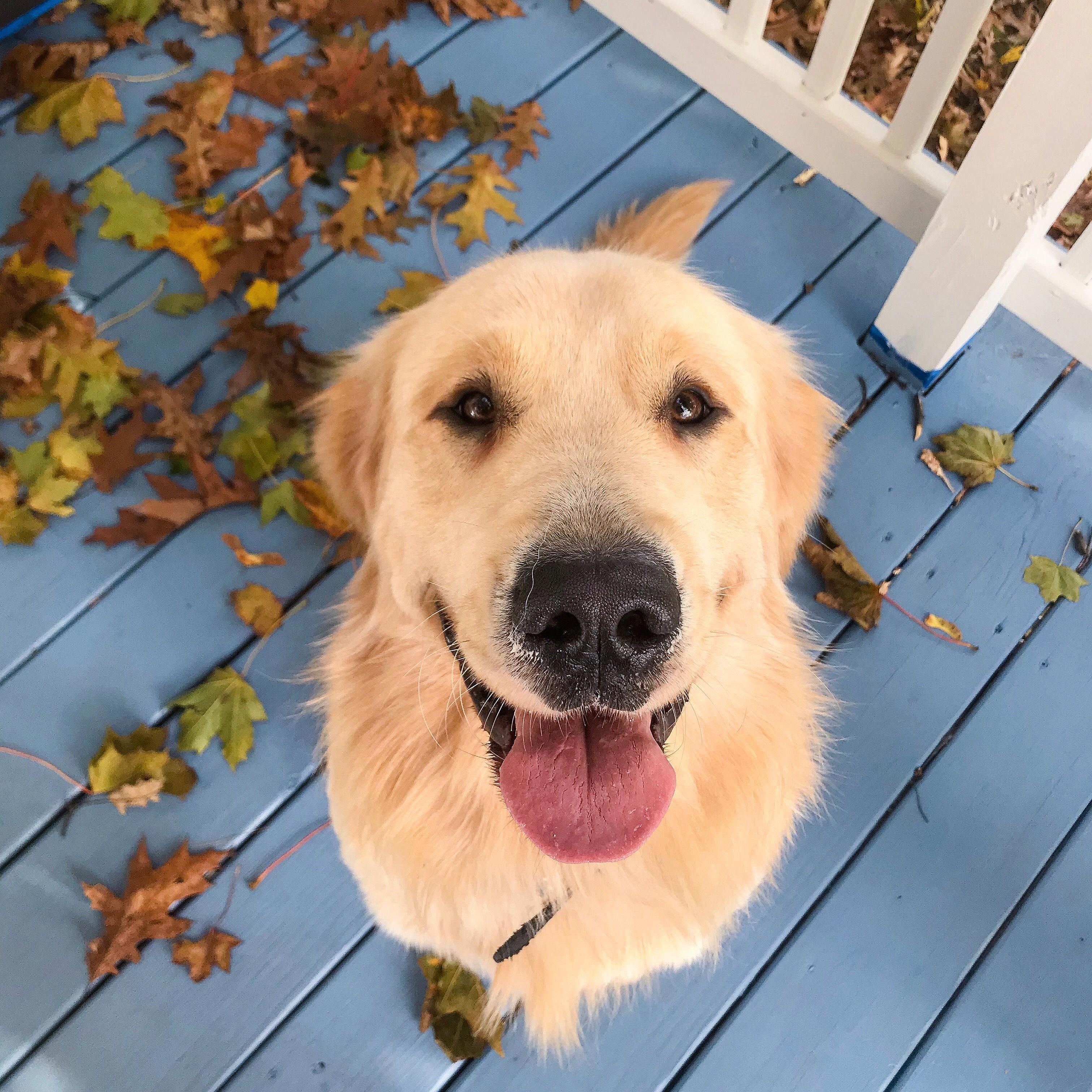 All About The Intelligent Golden Retriever Pup Size