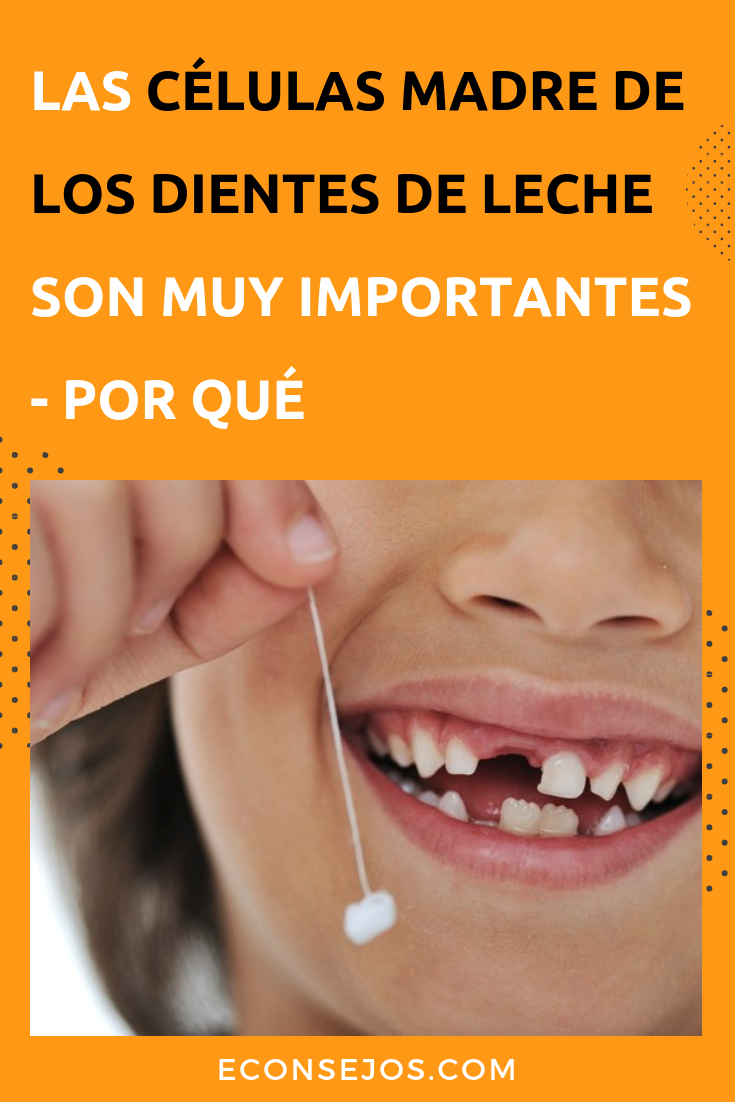 dientes de leche y celulas madre