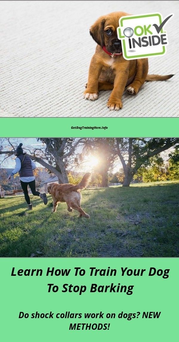 Control Biting And Jumping Up Visit Our Site For Complete Dog