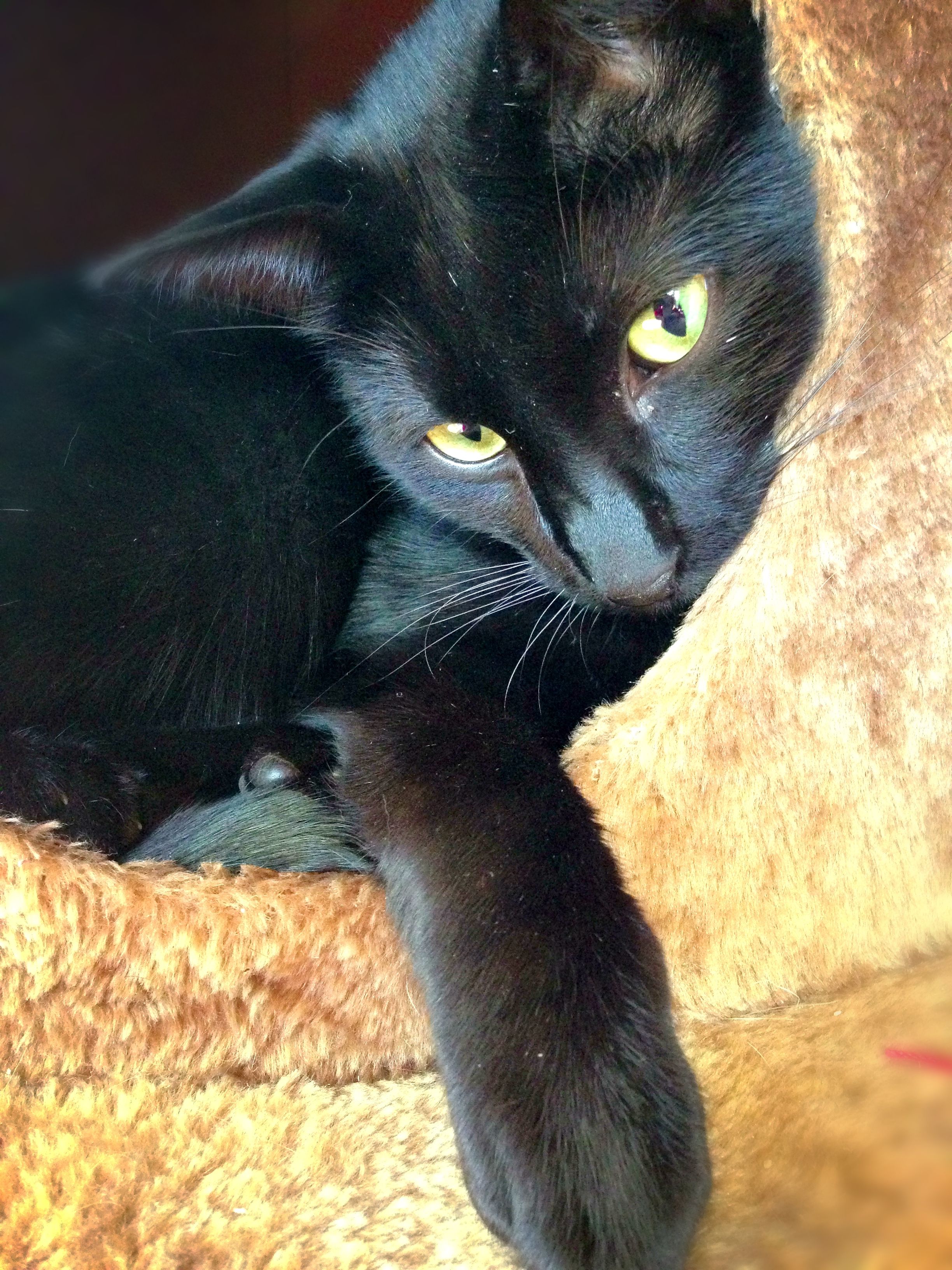 Swart kat | Cats, Kat, Animals