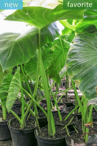 Remusatia vivipara – Hitchhiker Elephant Ear #elephantearsandtropicals