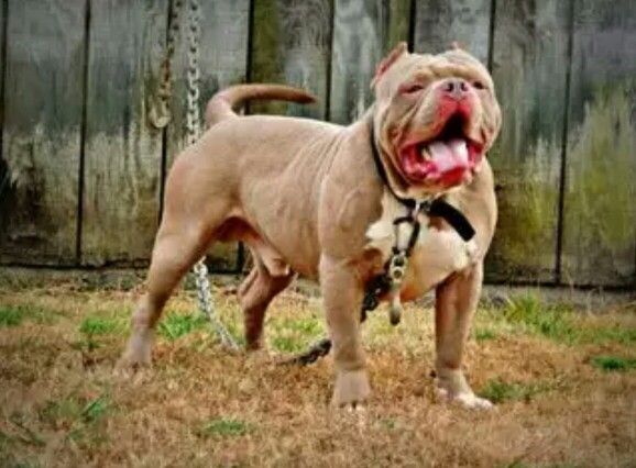 American Bully Breaker American Bully Puppies Bull