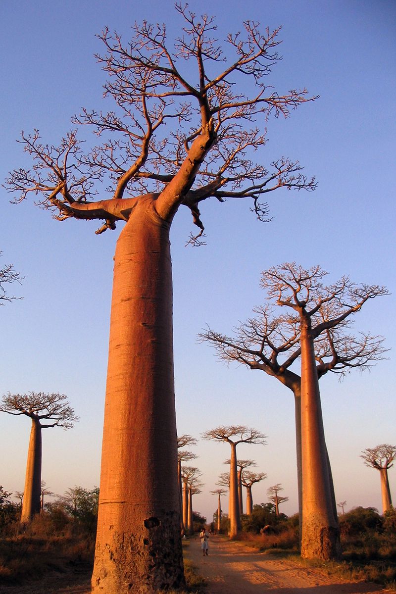 Adansonia Grandidieri Baobab Tree Beautiful Tree Unique Trees Adansonia Grandidieri Baobab Tree Beautiful Tree Unique Trees