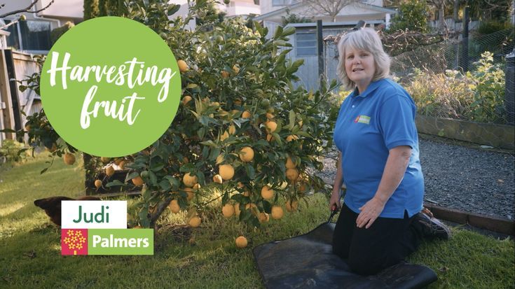 There’s nothing like the feeling of being able to walk out to your garden and pick fruit fresh off the tree. When your fruit trees are young, remove a third of the fruit to allow your tree to put it’s energy into producing larger, higher quality fruit. Make sure to feed and water well at this time to give your tree the nutrients it needs to produce well. Garden Guide, Water Well, Fruit Trees, Palmer, Nutrient, Harvest, Energy, Feelings, Third