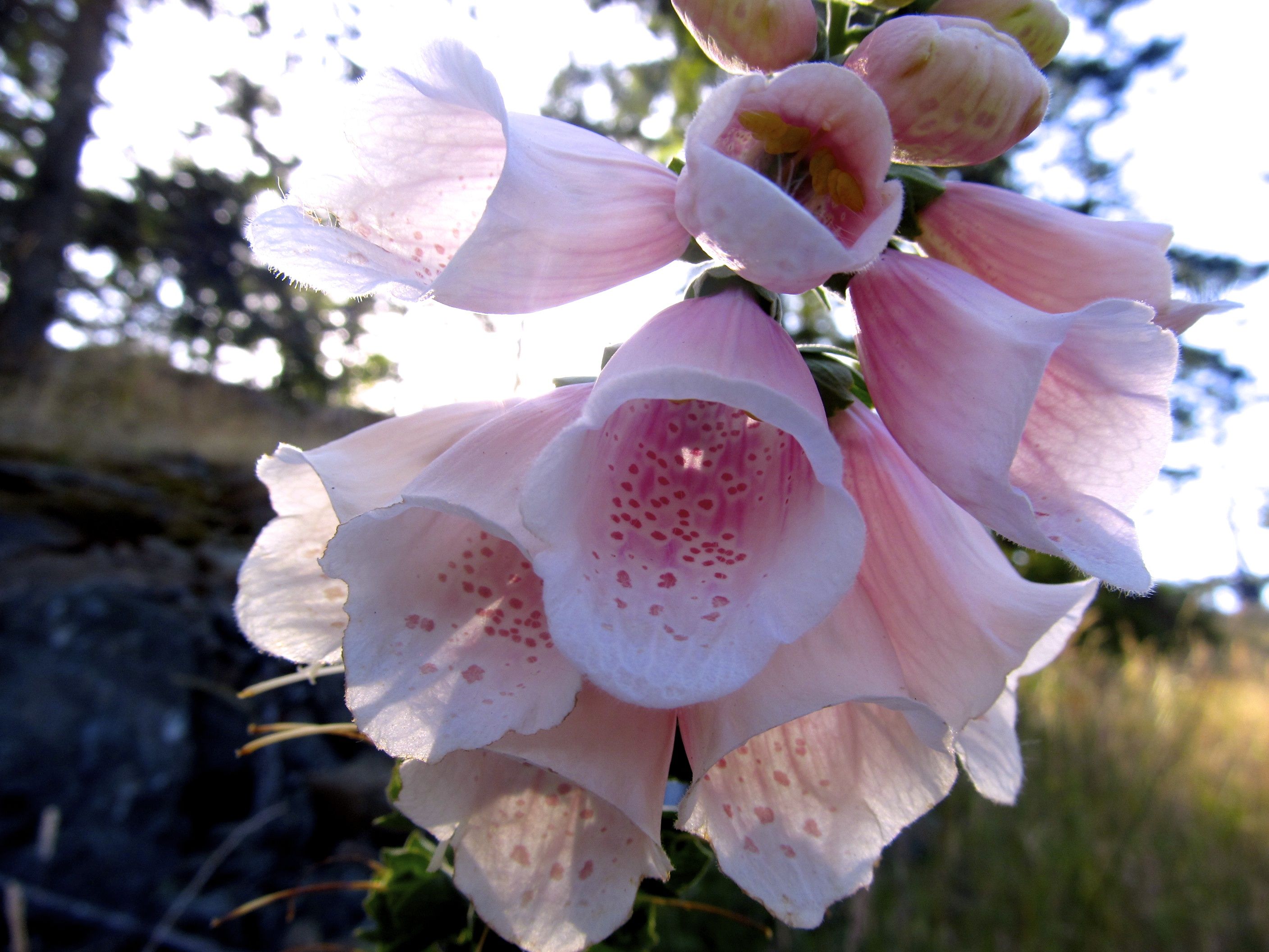 Beautiful Belles San Juan Island Amature Photography