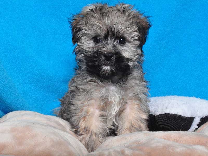 Puppy Finder Find Buy A Dog Today By Using Our Petfinder Puppies Shorkie Puppies Basset Puppies