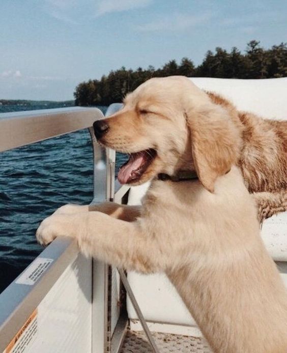 photo Puppy Cute Baby Cute Little Puppies Puppy Cute Baby Golden Retriever pinterest