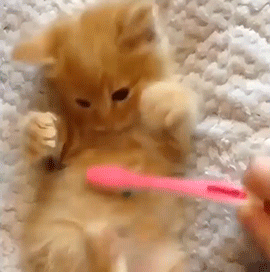 this is just so cute use of toothbrush to brush kitten their skin