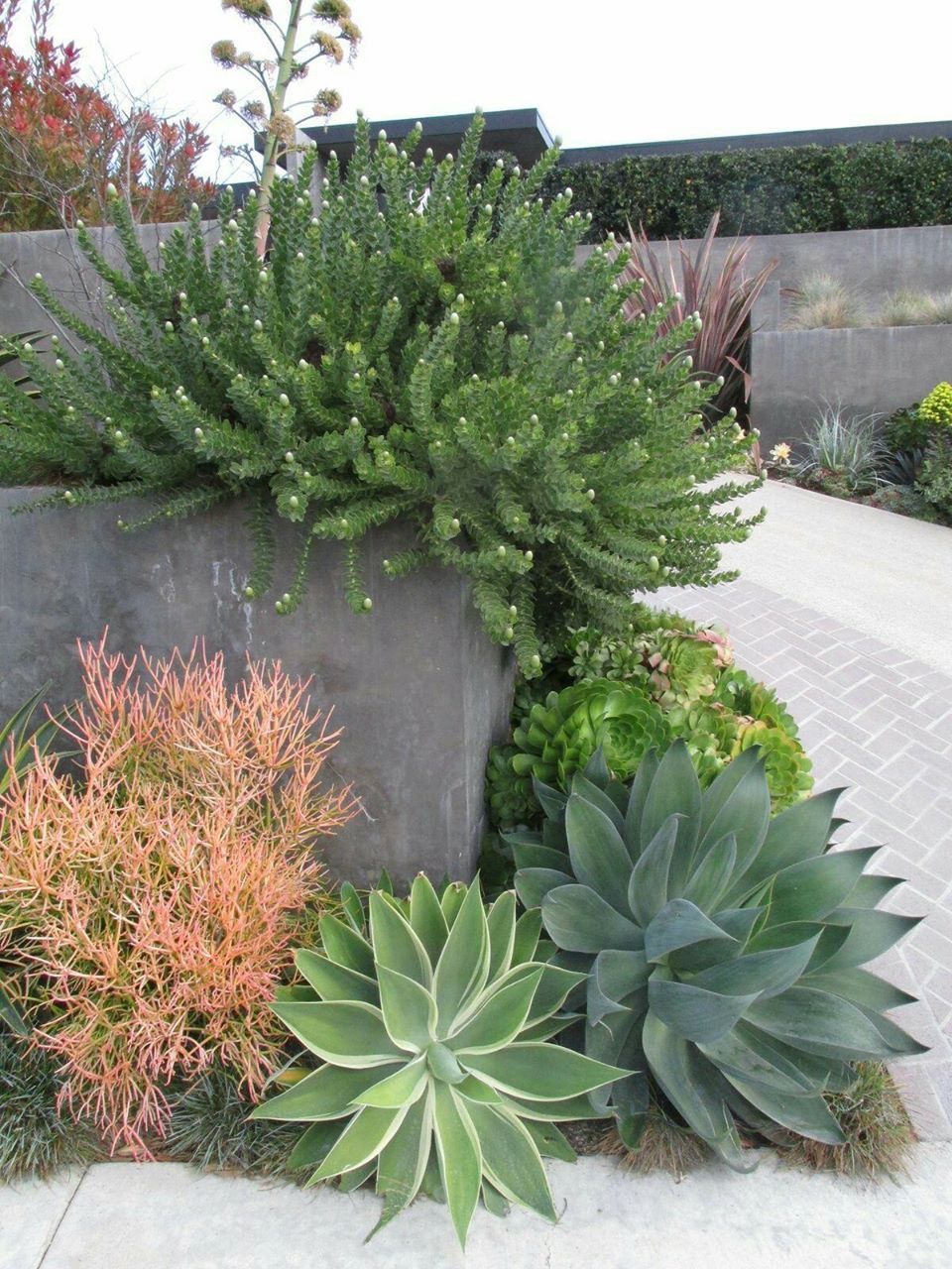 Pictures Of Drought Resistant Landscaping - Top 15 Drought Tolerant