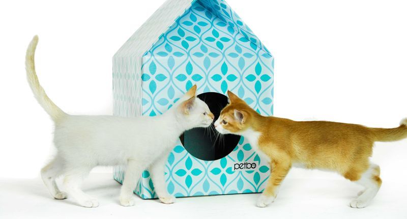 Eco Feline Homes Cat Design Cat Playhouse Crazy Cats