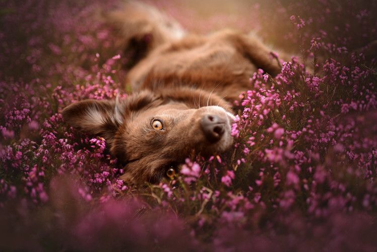 Pretty Dogs, Beautiful Dogs, Animals Beautiful, Cute Animals, Wild Animals, Baby Animals, Photo St Valentin, Dog Photos, Dog Pictures