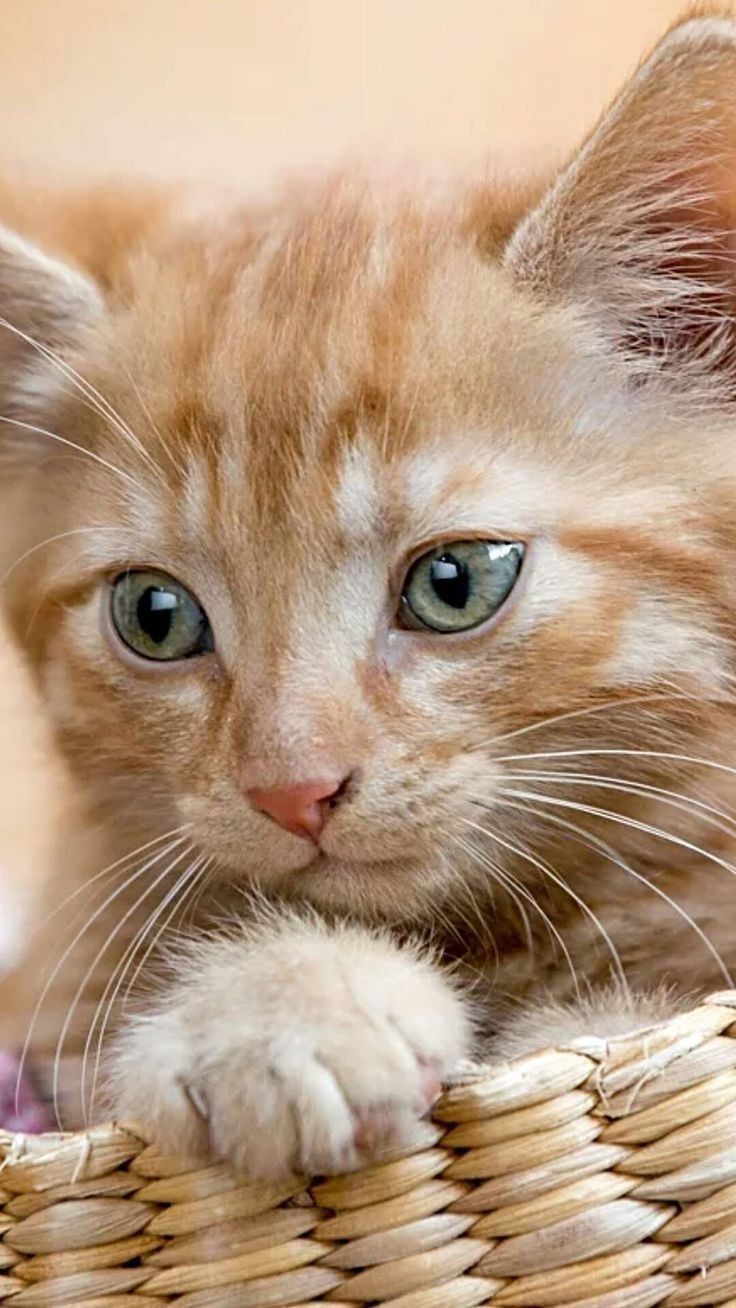 50 Greatest Cat Names Of All Time Artofit 50 Greatest Cat Names Of All Time Artofit