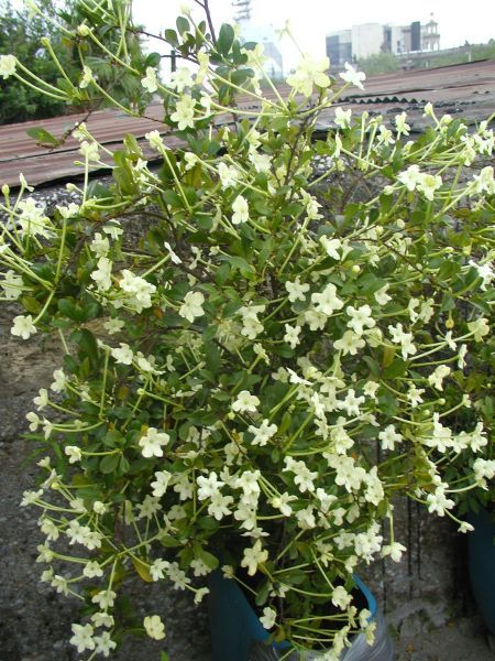 la huele de noche planta....another one I would love to grow in my house |  Huele de noche, Jardineria y plantas, Plantas hermosas