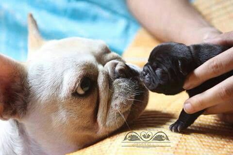 Raime Wakefield I Need One Of These French Bulldog Puppies
