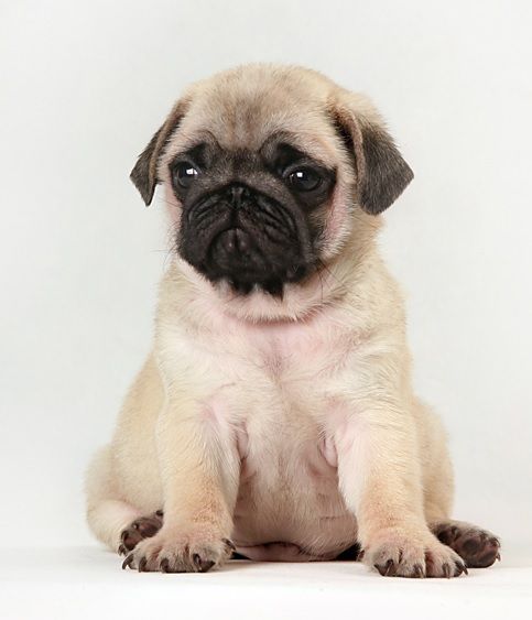Cute Pug Puppy Chien Chat Chien Carlins