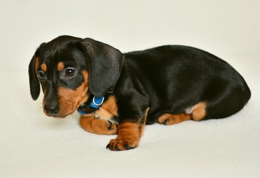 Basic Obedience Training For Puppies Dogtrainingvideo