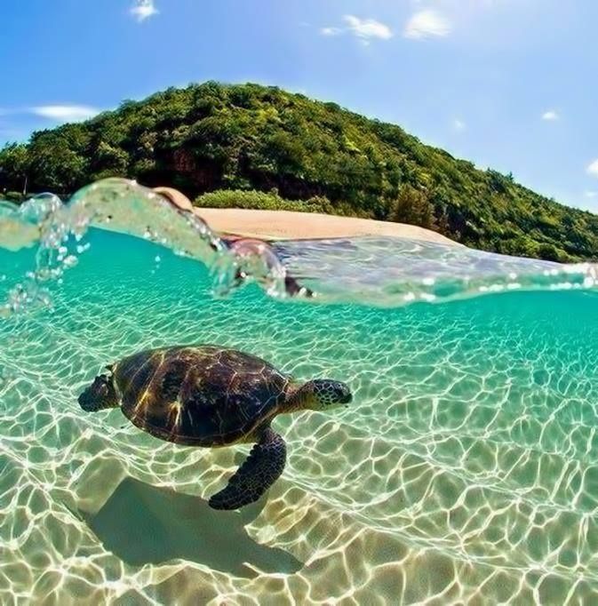 Zakynthos Marathonisi Turtle Island αγαπάμε Ελλάδα We Zakynthos Marathonisi Turtle Island