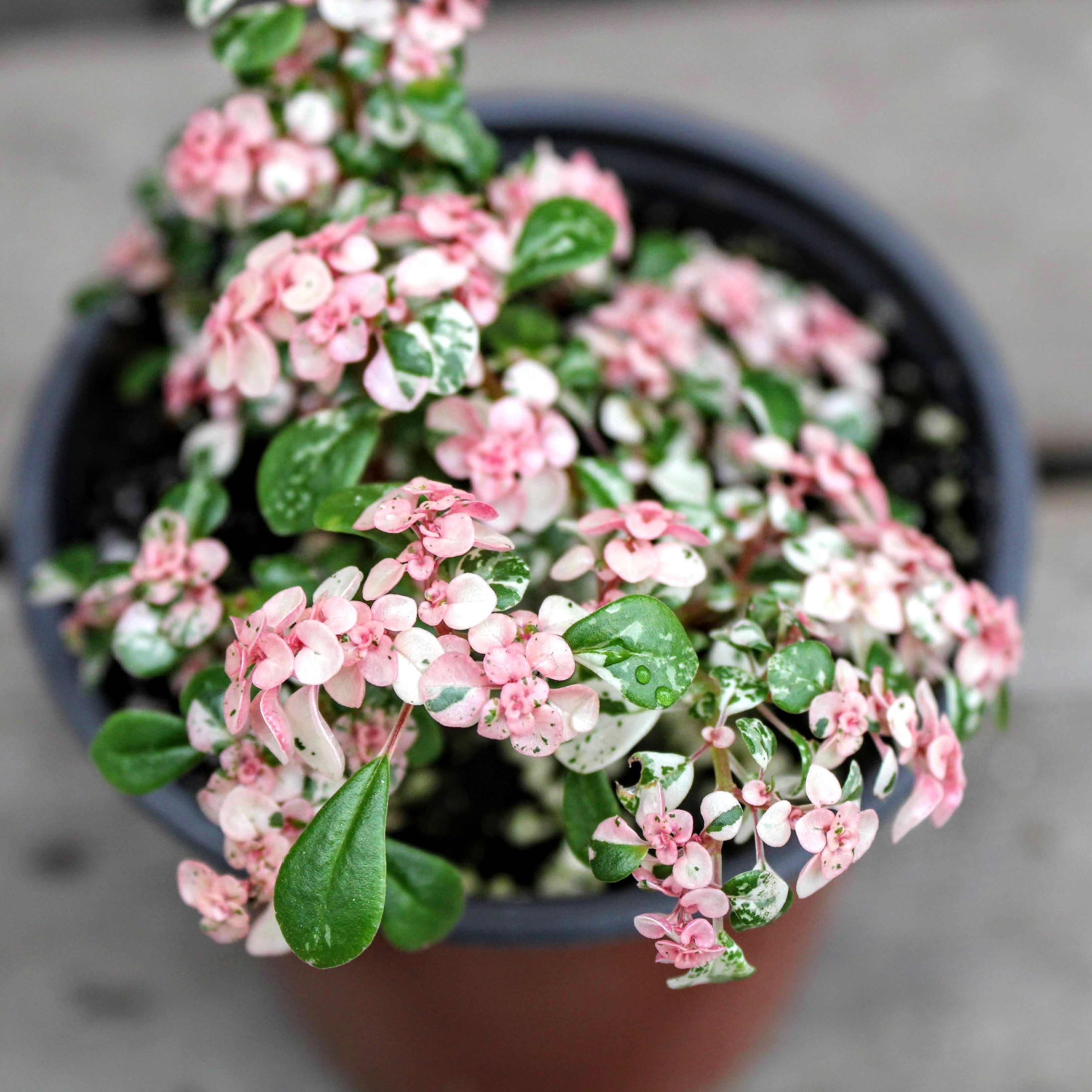 Pilea artillery