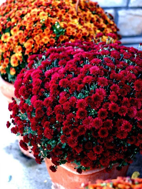 Fall Flowers To Plant Outside Best In The Fall Flowers To Plant Outside Best In The