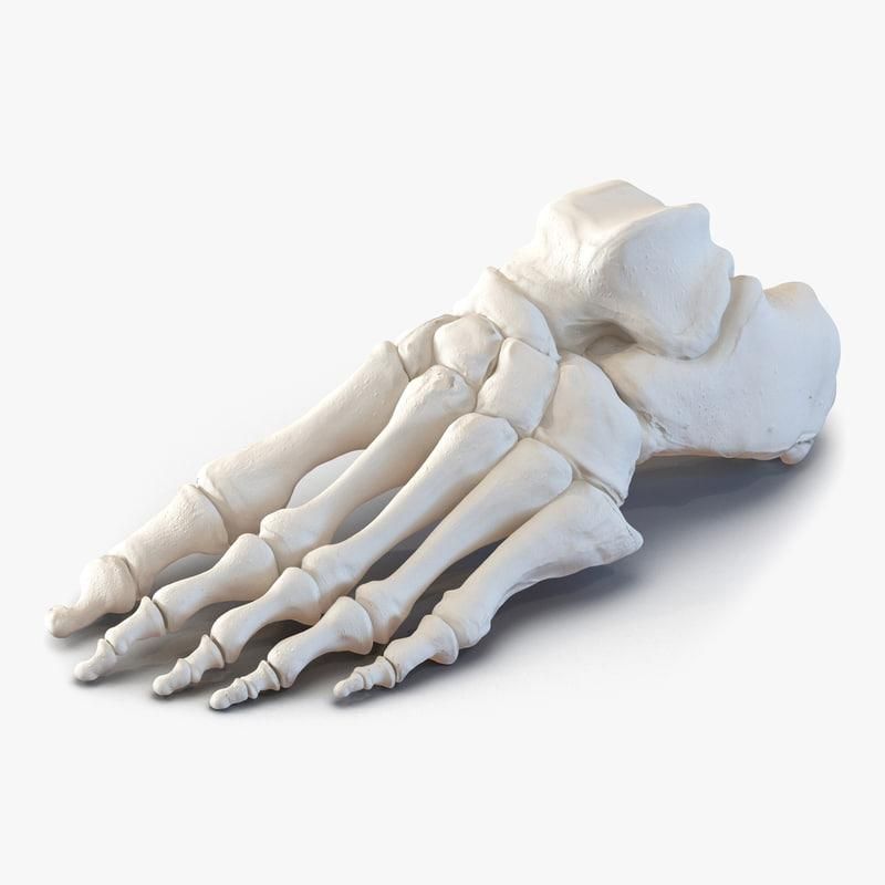 3D Model: Human Foot Bones ~ Buy Now #90938391 | Pond5
