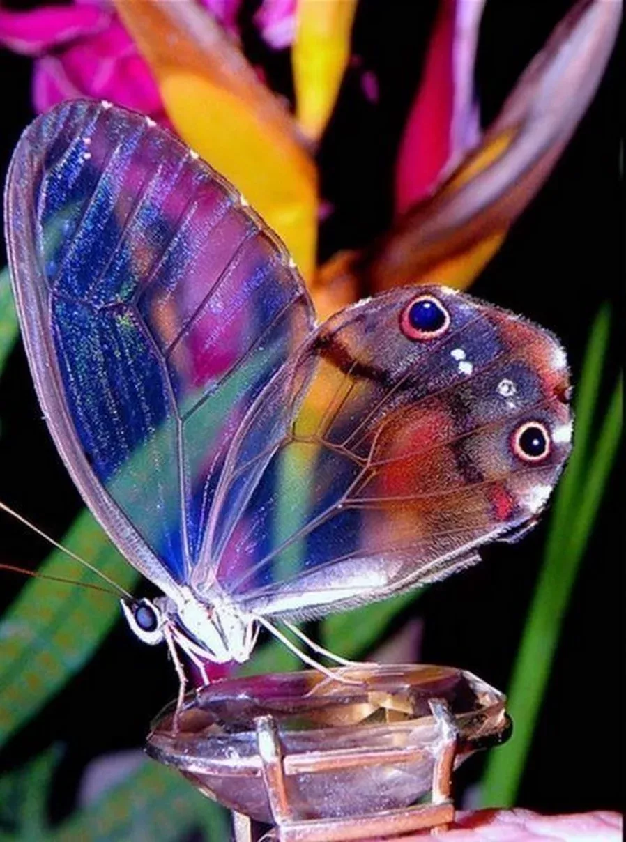 Favorable Beautiful Butterflies Flying Favorable Beautiful Butterflies Flying